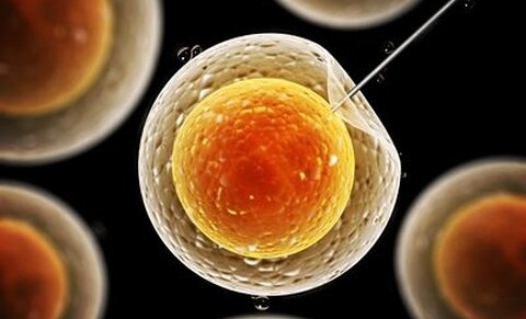 Diagnostic préimplantatoire : pas de risque selon une étude de l’UZ Brussel