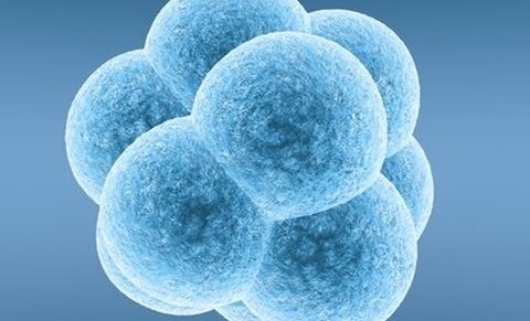 Belgique : TiGenix obtient un brevet essentiel pour des compositions de cellules souches