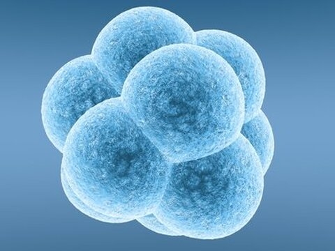 Belgique : TiGenix obtient un brevet essentiel pour des compositions de cellules souches