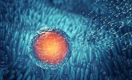 Pays-Bas : autoriser la création d’embryons exclusivement pour la recherche scientifique ?
