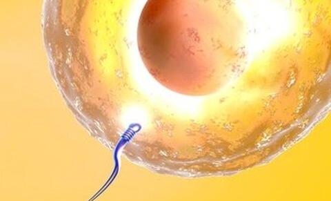 900 euros pour un don d’ovocytes aux Pays-Bas : c’est trop !