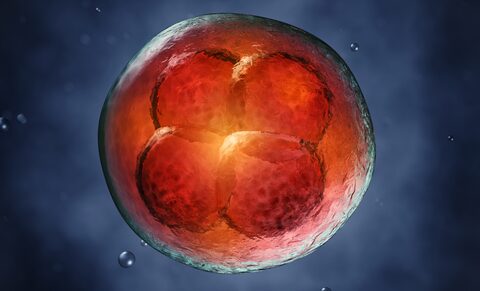 L'industrie pharmaceutique a besoin d'embryons et de foetus humains