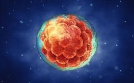 La recherche sur les embryons en Belgique : jusqu'aux modifications génétiques héréditaires et aux chimères?