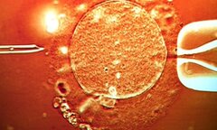 Le juteux business des ovocytes en Belgique