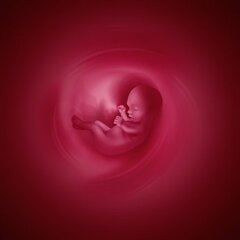 New ! Dossier : La vie avant la naissance : un choix entre fiction et réalité
