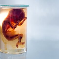 Utiliser des foetus avortés pour trouver un vaccin contre le Covid-19 ?