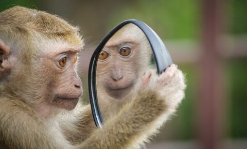 Embryons chimères singe-homme : jusqu’où peut-on aller ?