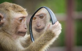 Embryons chimères singe-homme : jusqu’où peut-on aller ?