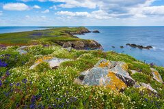 Irlande : l'euthanasie à nouveau rejetée par le Parlement