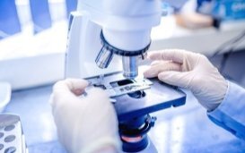 « Modèles embryonnaires » : la course des chercheurs pour reproduire le développement d’un embryon humain